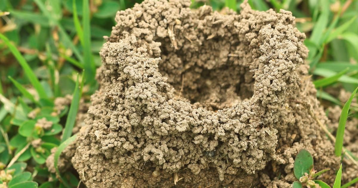 Ameisen Im Garten Rasen Ameisen im Rasen | Liebe Deinen Garten